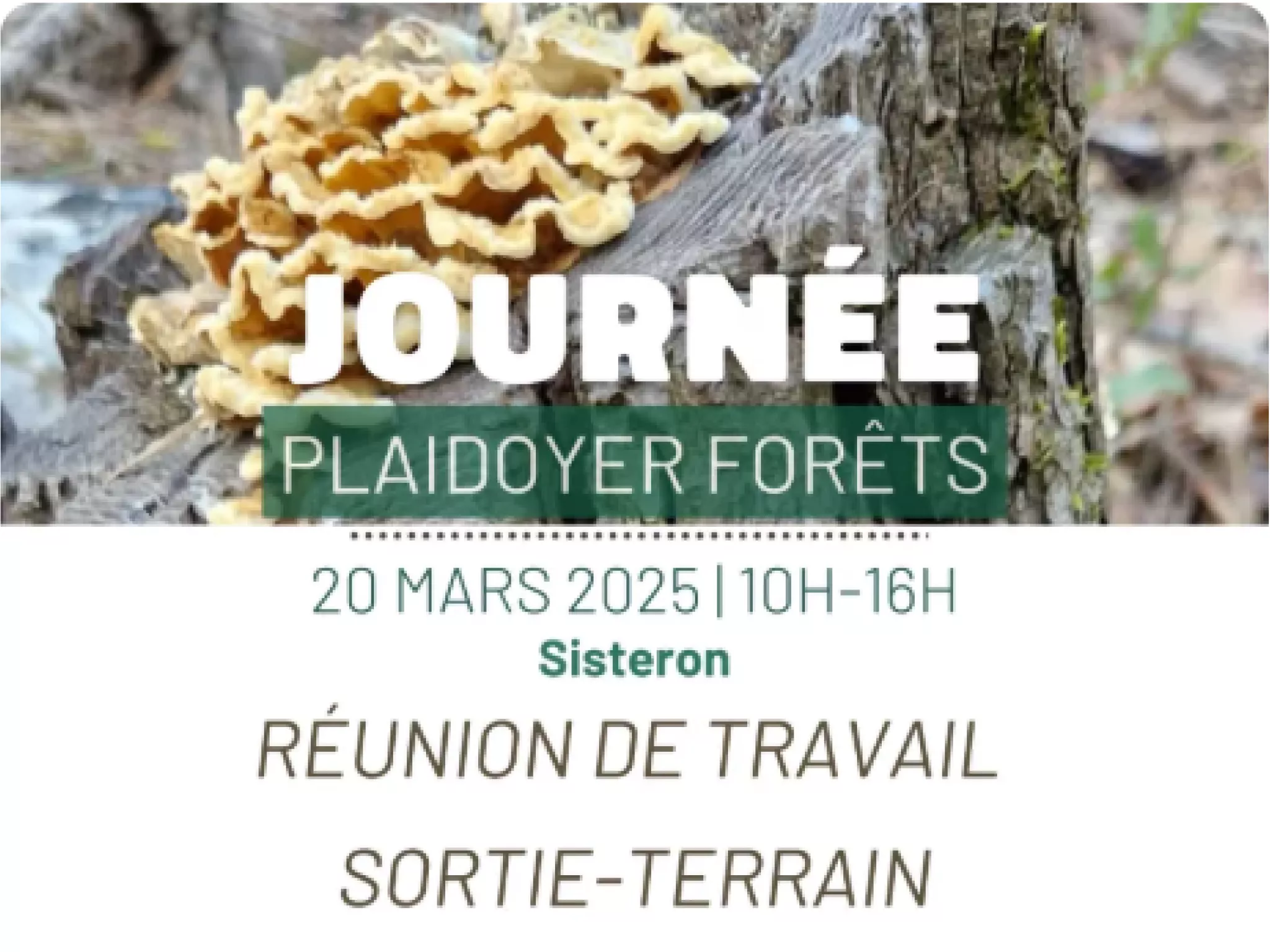 journée plaidoyer forêt le 20 mars