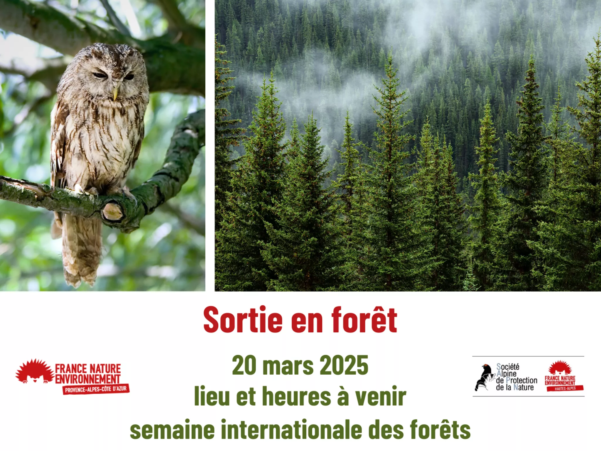 affiche sortie en forêt